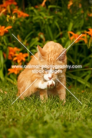 cat in garden, one leg up