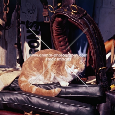 farm cat in stable tack room