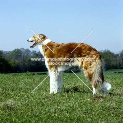 borzoi looking ahead