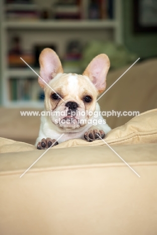 French Bulldog puppy, colour: honey pied