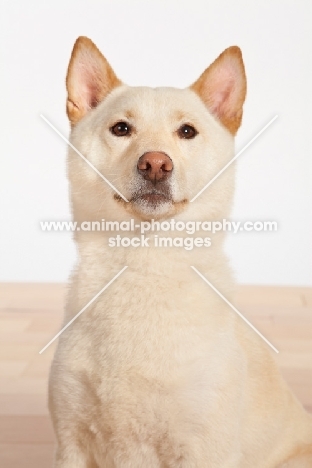 Shiba Inu in studio, shoulders up