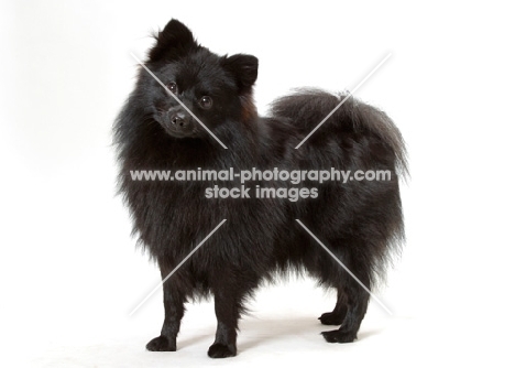 German Spitz Mittel on white background