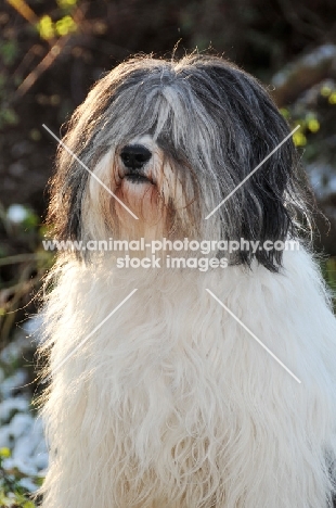 Polish Lowland Sheepdog (aka Nizinny)