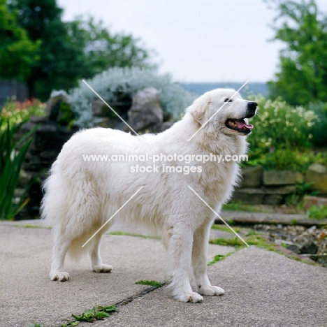 ch sonymer doveswing at sunshoo (bonny), maremma sheepdog standing on path