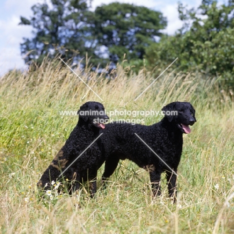 ch darelyn natasha sitting and ch darelyn rifleman, two curly coat retrievers in a field