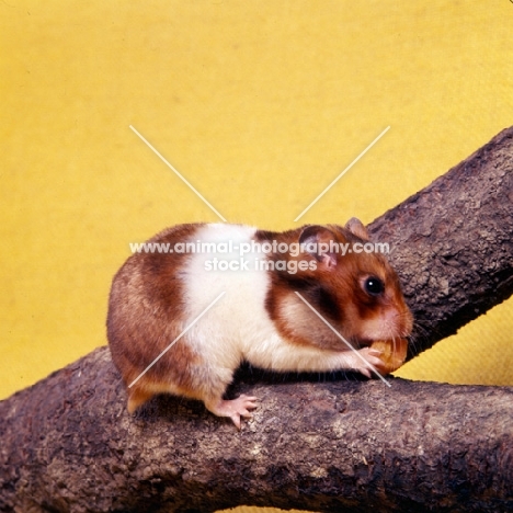 marked golden banded satinized hamster eating a nut