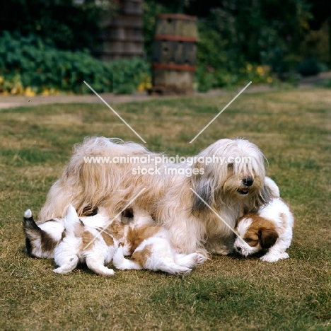 lhasa apso with four puppies