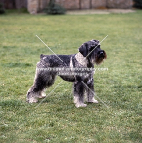 standard schnauzer on grass