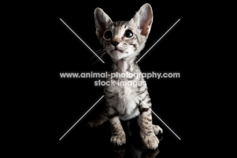 peterbald kitten on black background