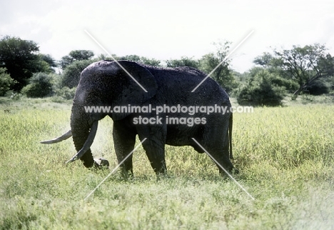 elephant in kruger national park, south africa