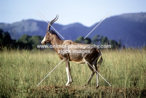 bontebok in mlilwane, swaziland