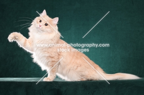 Siberian cat, sitting down, one leg up