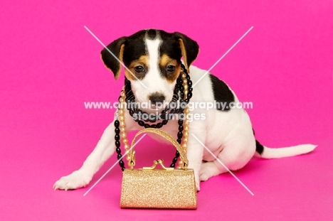 Jack Russell puppy with gold bag and wearing necklaces isolated on a pink background