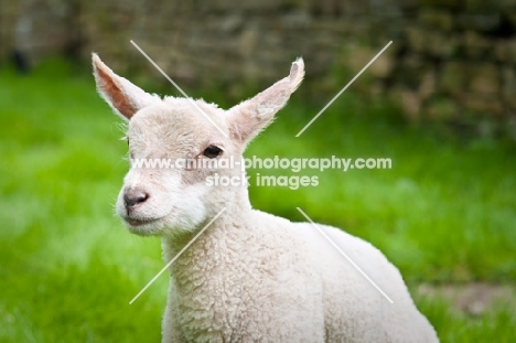 Headshot of a lamb.