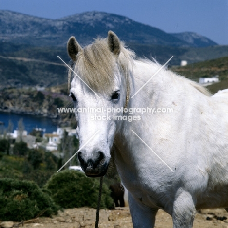 skyros pony mare, head study, on skyros island, greece