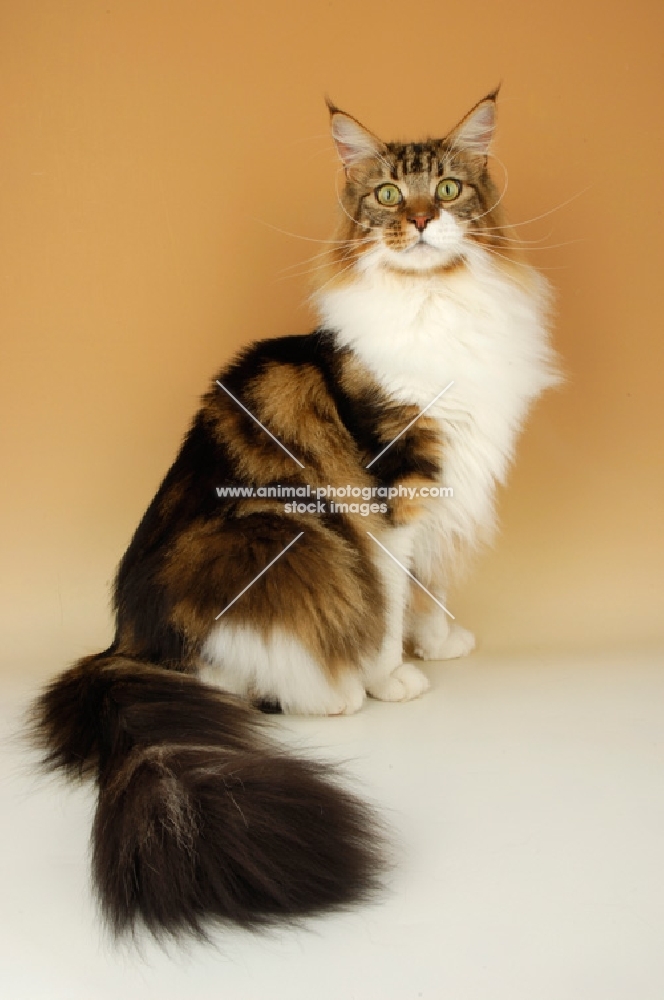 brown tabby and white maine coon cat looking proud