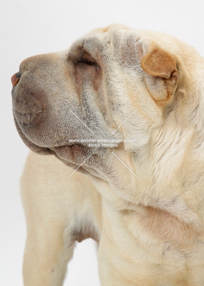 cream Sharp Pei on white background, looking away