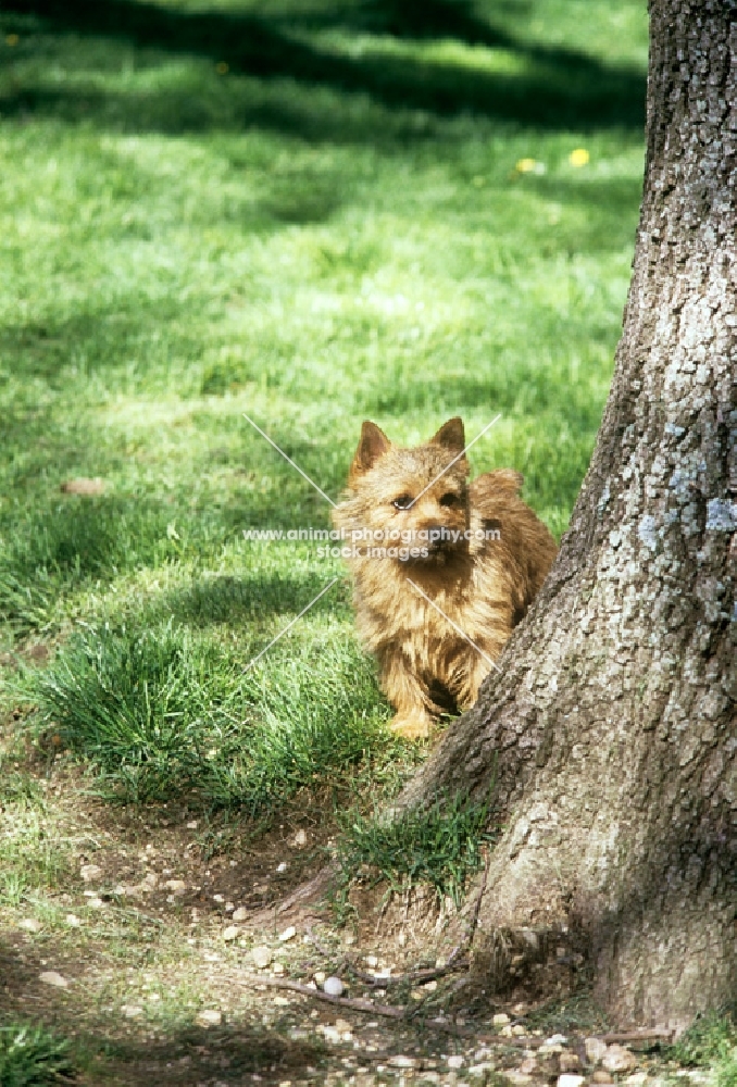 long valley theo stillman, norwich terrier with tree