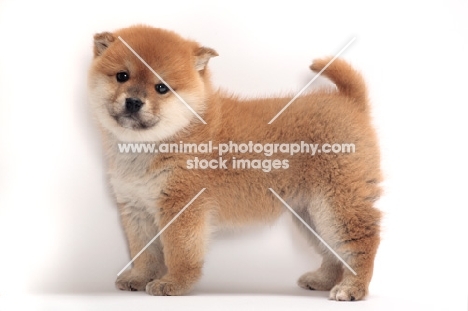 Shiba Inu puppy