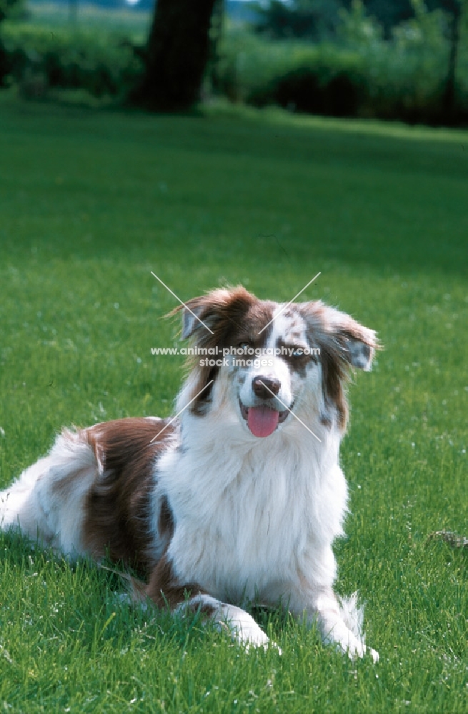 australian shepherd lying down