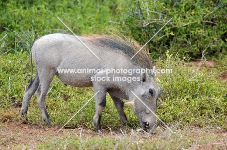 Warthog