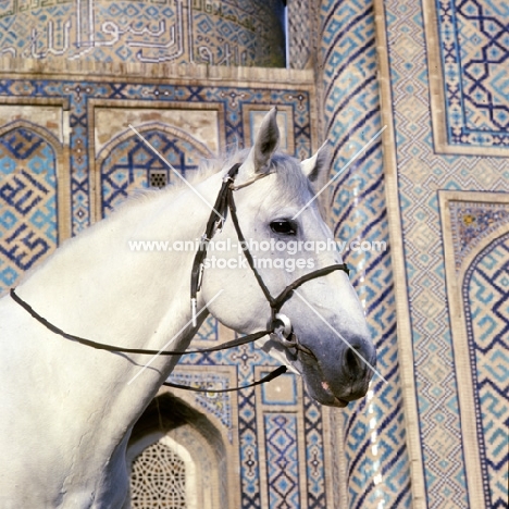 karabair horse in registan square, samarkand, head study