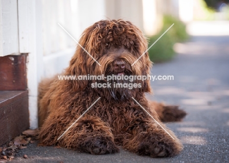 Labradoodle lying down, hair covering eyes
