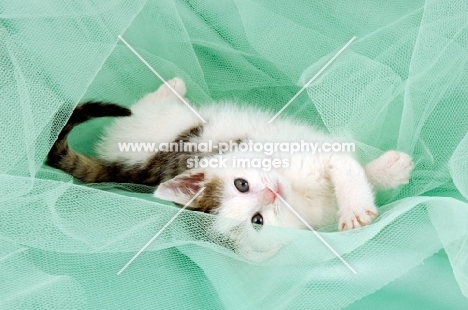 cute tabby and white kitten