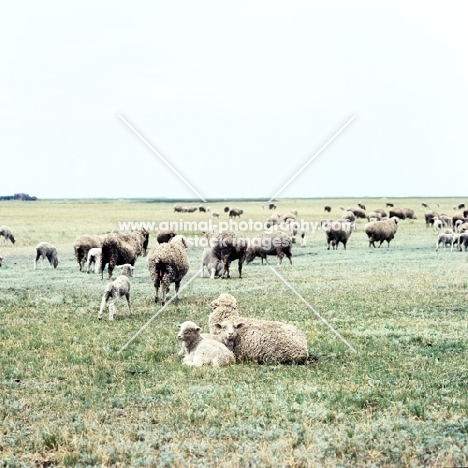 sheep in russia at budionny stud
