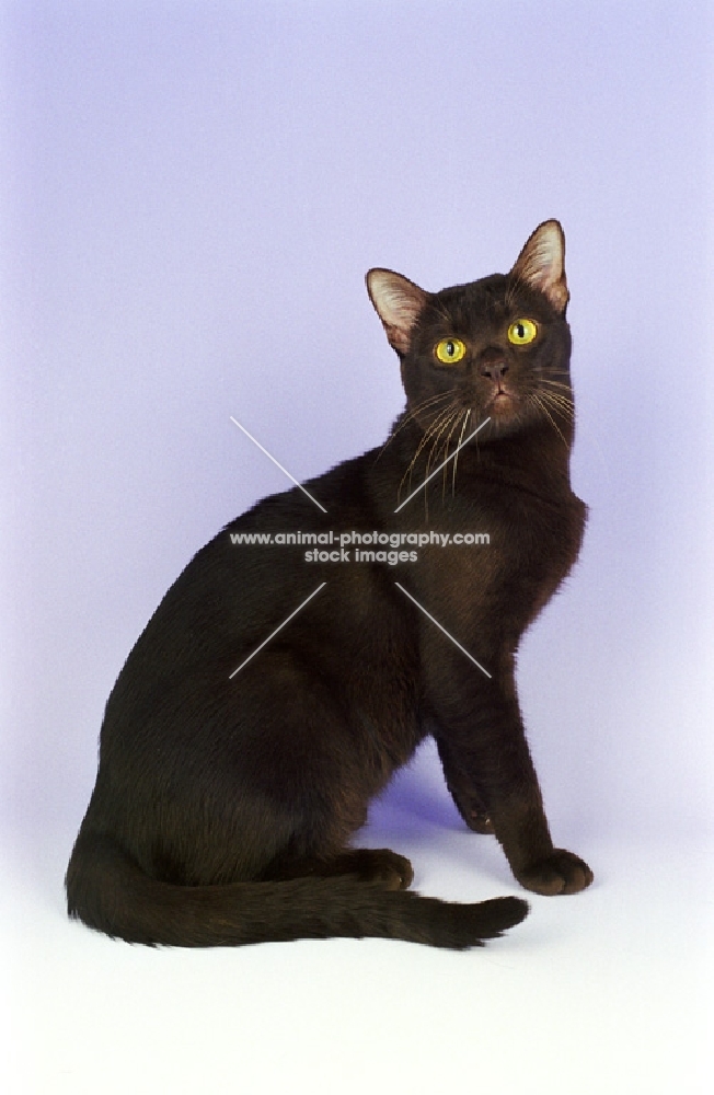 chocolate Asian cat on purple background