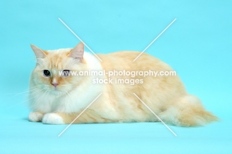 Red Point & White Ragdoll lying down on blue background