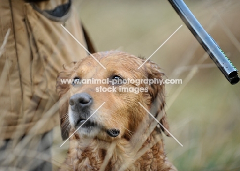 Golden Retriever on a hunt