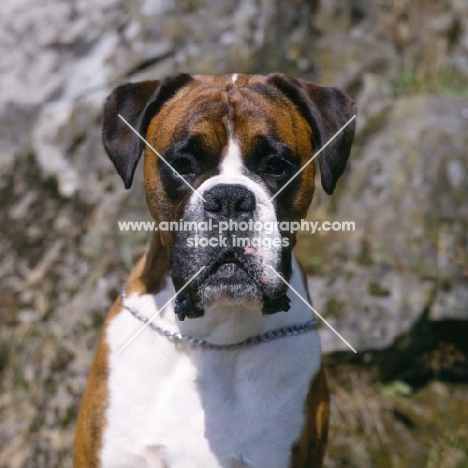 boxer looking straight at camera, portrait