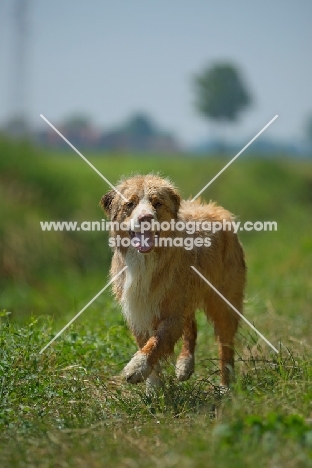 red merle australian shepherd walking in a natural environment