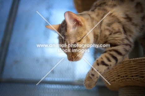 seal sepia bengal cat reaching down from a scratch post