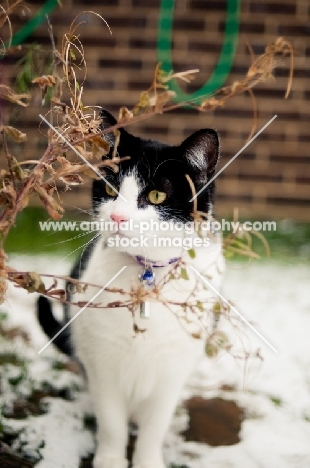 black and white non pedigree cat in winter