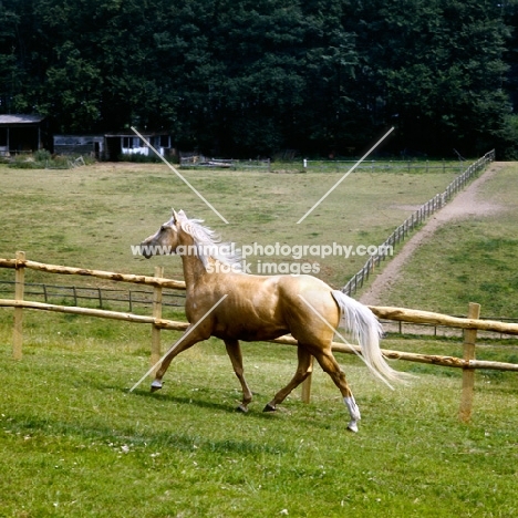 palomino mare trotting in field