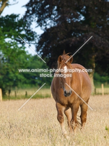 Suffolk Punch in field