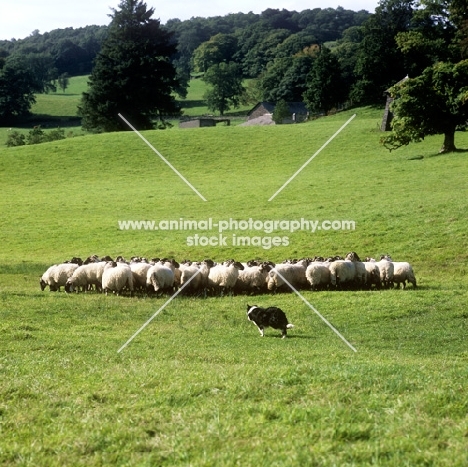 sheep returning to pasture
