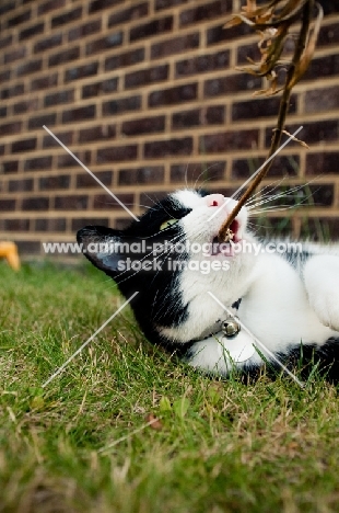 bi-coloured short haired cat with branch