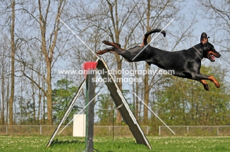 black and tan doberman jumping at trial