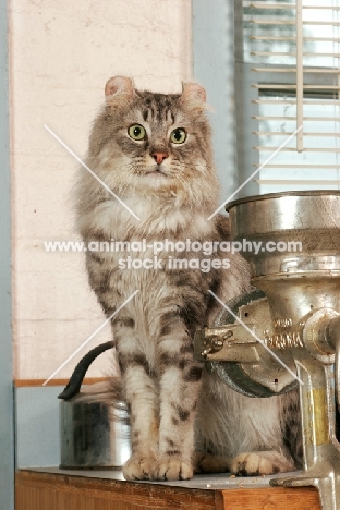 American Curl in kitchen