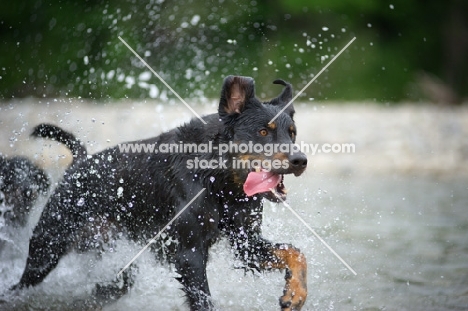 Happy Beauceron running in a river