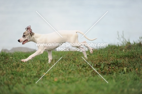 young Whippet puppy running on grass