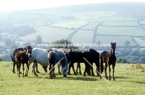 group of dartmoor mares and foals on the moor