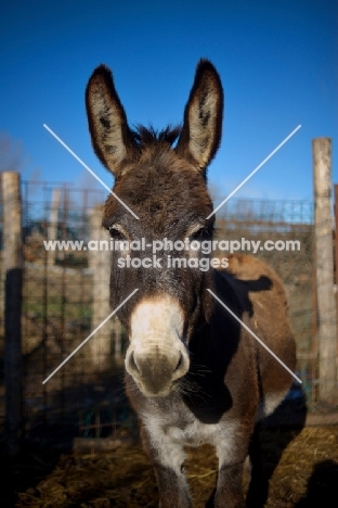 bay donkey looking at camera