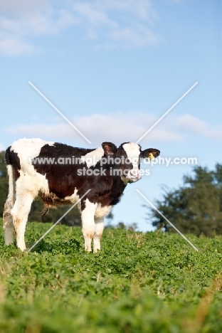 Holstein Friesian calf in field