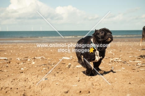 French Bulldog on beach