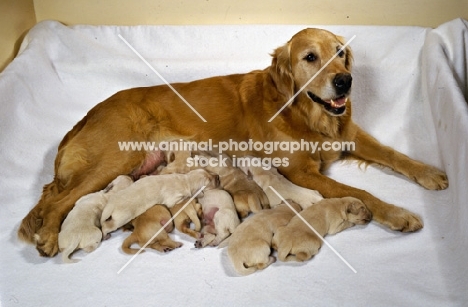 golden retriever lying in a dog bed with nine puppies some suckling 