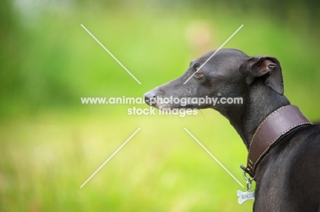 head profile of a black italian greyhound standing in a field